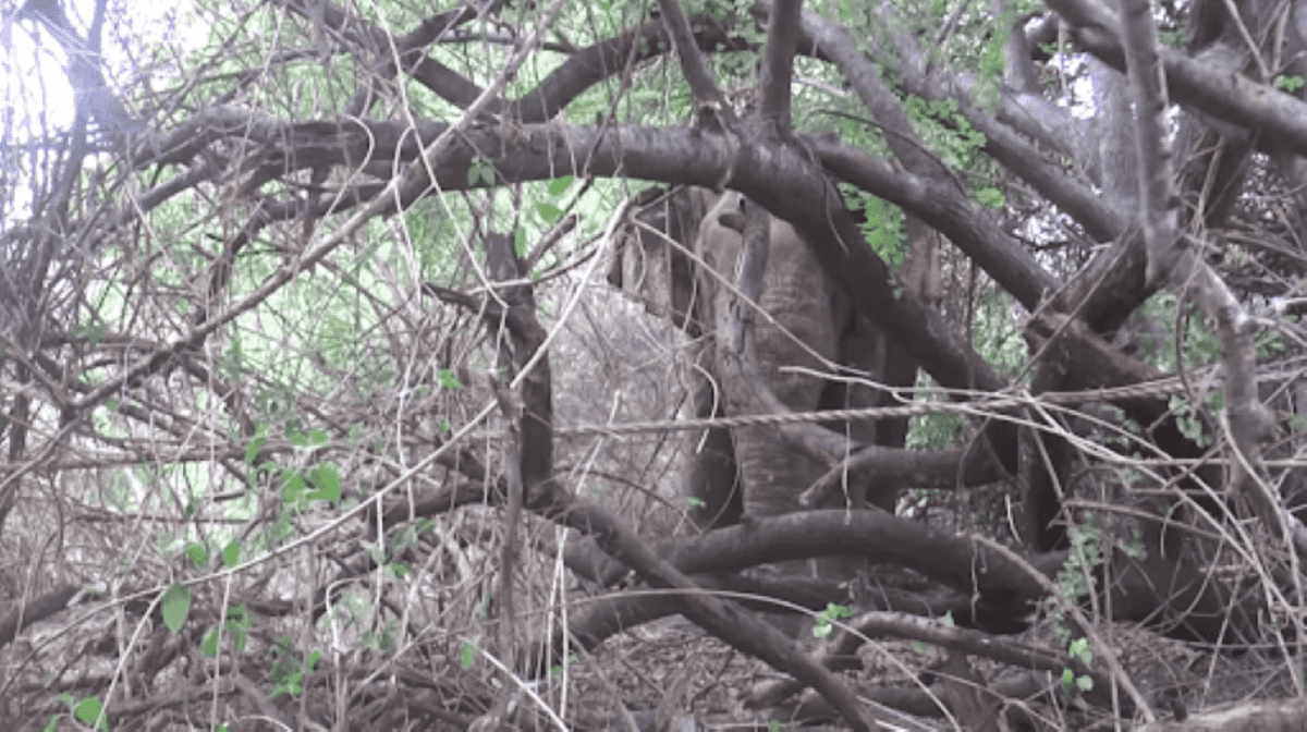 Elefante recuperado cerca de la costa, bajo supervisión